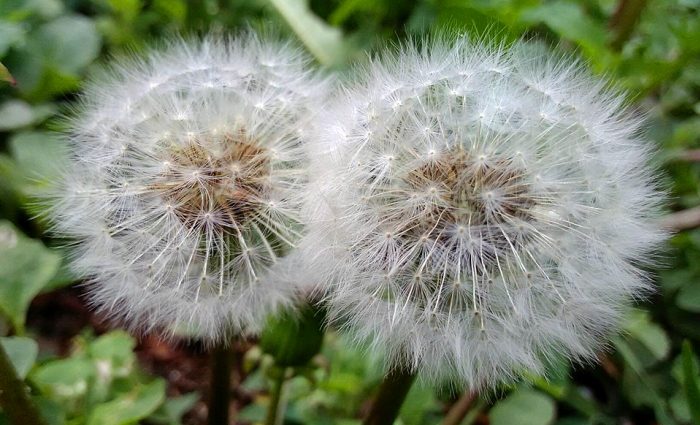 Kvity kulbaby dvi kvitky u travni.