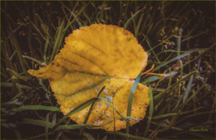 осінній листочок у траві