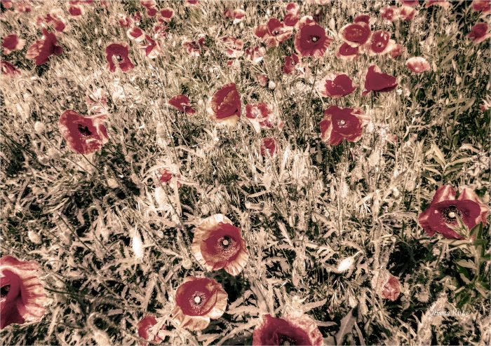 квіти маки в полі