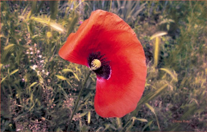 Пелюстка маку. Квітка мак