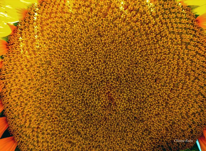 соняшник квітка макро зйомка