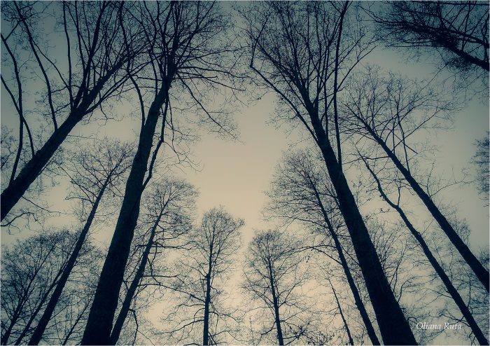 дерева на тлі сірого неба