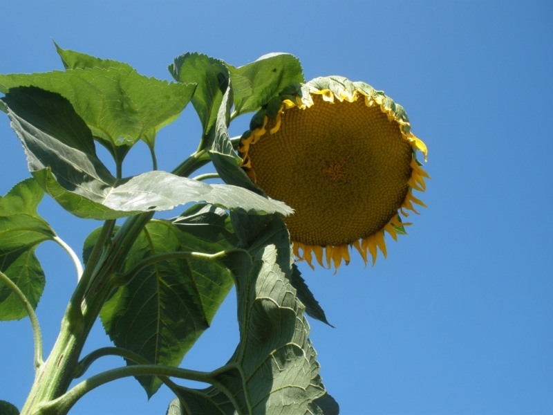 Квітка соняшника на тлі блакитного неба