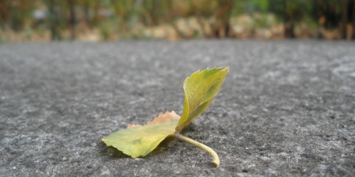 Leavs in Battery Park