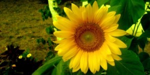 Екологія української мови: соняшник — символ України і нашої мови