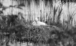 Лебідка на гнізді посеред водойми