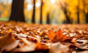 Галина Кирпа • На відстані душі: До дня народження Світлани Жолоб