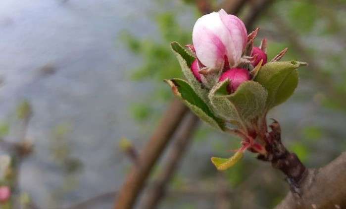 Яблуневий цвіт на тлі озера