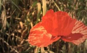 112 років з дня народження Ольги Мак